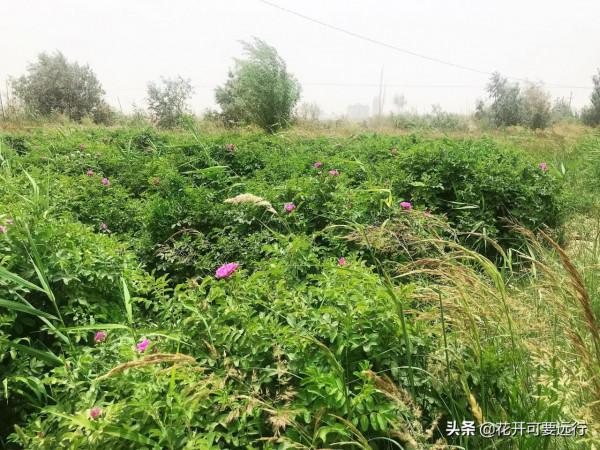 民豐到輪臺全程565&period;66公里，限速80的塔克拉瑪干沙漠公路，打卡嗎