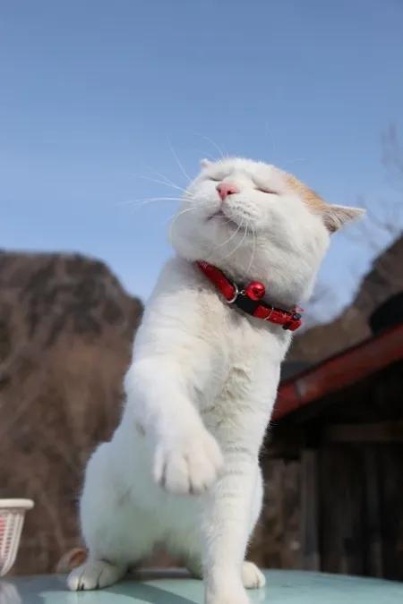 60多張有趣且可愛的貓看了讓人心情愉快