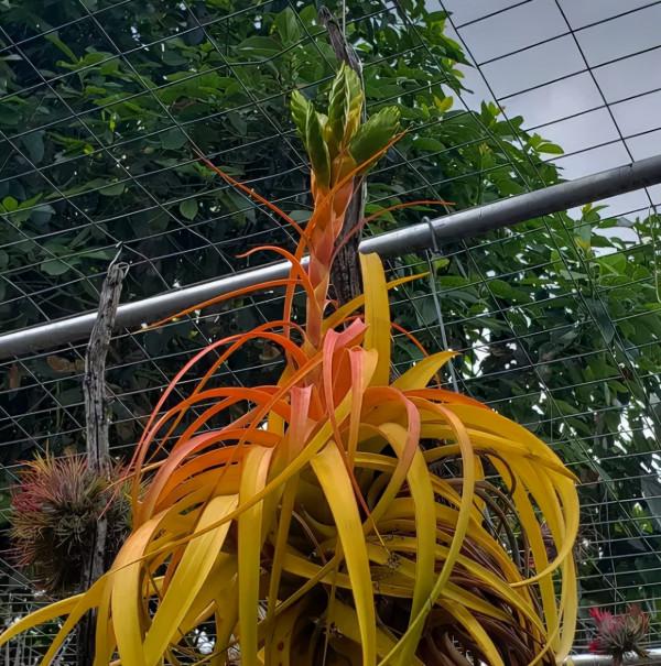 空氣鳳梨欣賞 | 一篇圖文讓你愛上柔婷和羅蘭