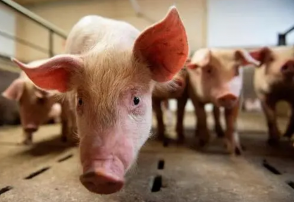 為什麼美國豬肉賣得如此便宜？看看美國人的殺豬流程就明白了