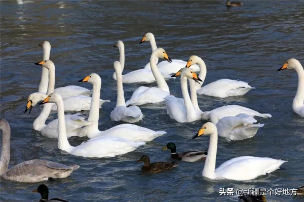 冬季到新疆看天鵝~