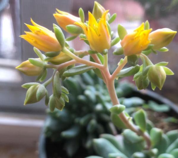 夏天養多肉，真是太難了，一不小心就黑腐