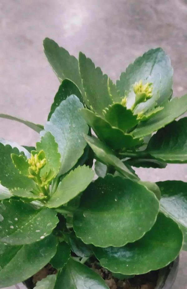 養花一直不開花，給他套個黑塑膠袋，花苞呼呼冒