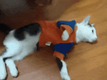 2分鐘掌握6個室內貓過冬小技巧