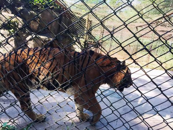 海南熱帶野生動物園好不好玩?需要注意哪些?看去過的人怎麼說? 海南熱帶野生動物園好不好玩?需要注意哪些?看去過的人怎麼說?