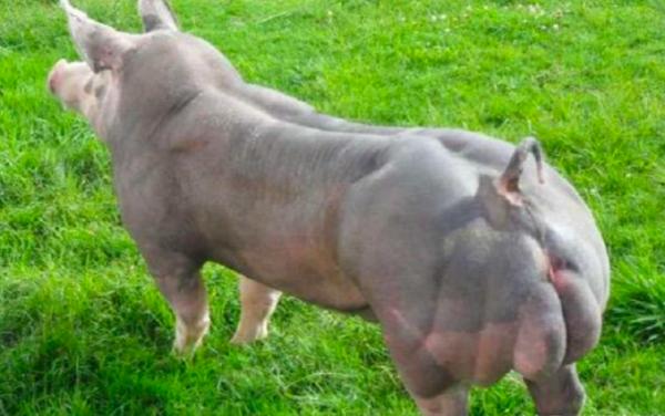 變異“肌肉”豬:人類透過基因改造,製造出來的怪物,你敢吃嗎 變異“肌肉”豬:人類透過基因改造,製造出來的怪物,你敢吃嗎