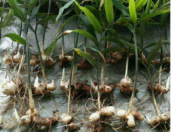 俗稱“老虎姜”，曾被挖來餵豬，今日才知是“仙人餘糧”，望珍惜