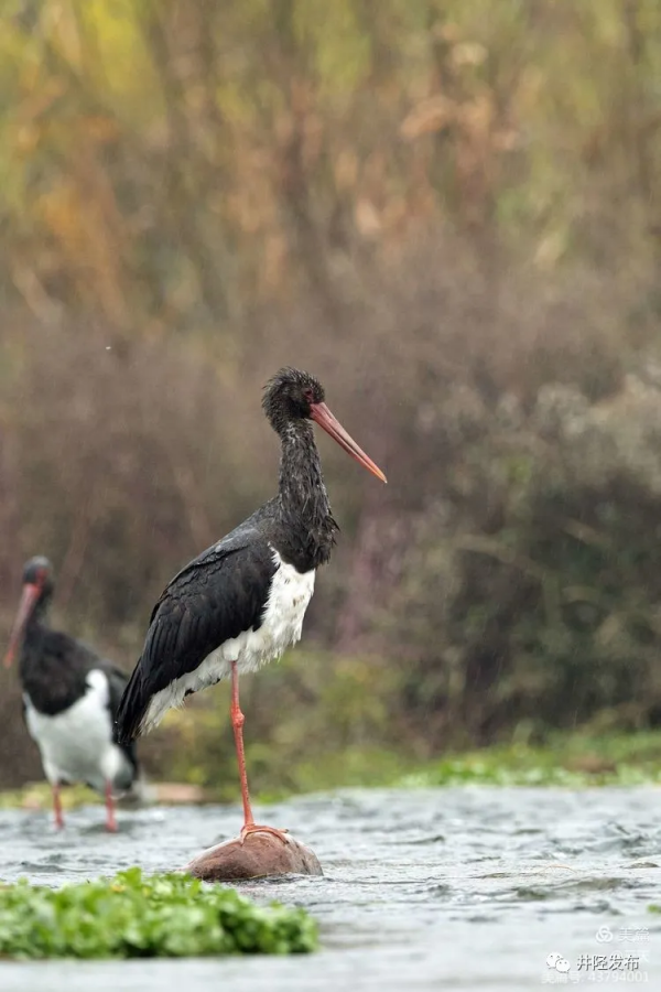 美日一景&CenterDot;井陘美 &vert; 井陘&OpenCurlyDoubleQuote;貴賓&rdquo;！