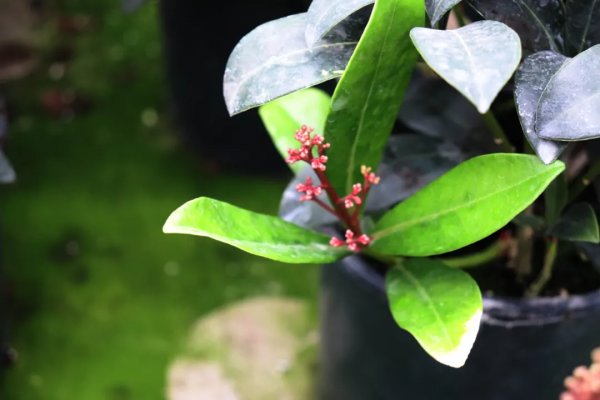 紅火過年，寓意吉祥，春節年宵花選購指南第1期，附養護攻略