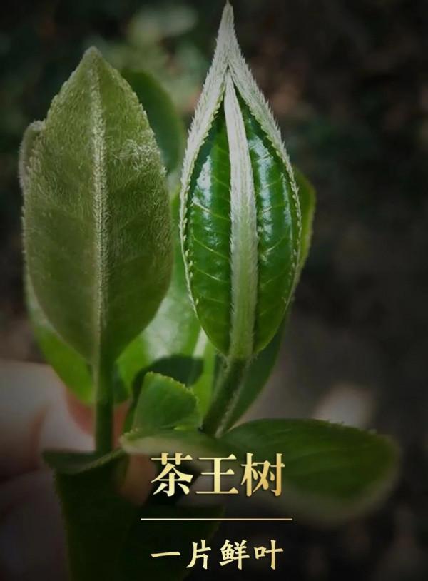 天韻·茶王樹｜集冰島古茶之大美，品賞最純粹的冰糖甜韻