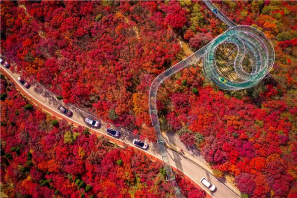 柿巖紅葉節本週四正式啟幕！重陽祈福＋紅葉潮玩，樂遊紅葉王國