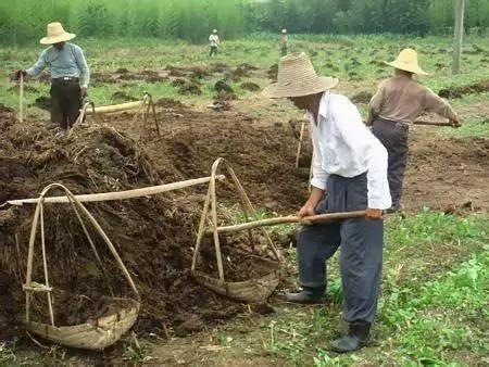 “牛糞寡,馬糞肥,雞糞是個大惡鬼”是什麼意思?注意不要施錯肥 “牛糞寡,馬糞肥,雞糞是個大惡鬼”是什麼意思?注意不要施錯肥