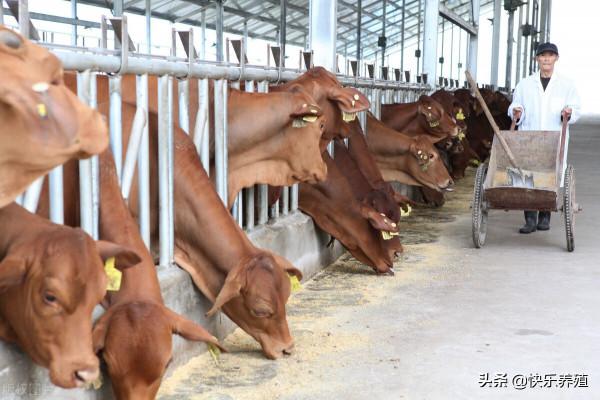 教你自配牛羊健胃散，一斤成本只需幾塊錢，學會再也不用買健胃散