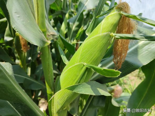 今年這幾個玉米品種表現突出，抗病抗倒還高產，2022年首選品種