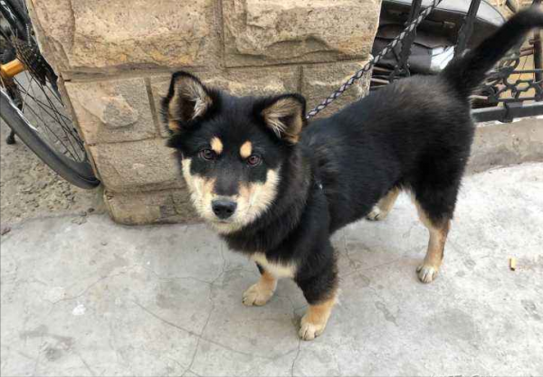 狗界最“通人性”的3種狗,你對它好,它會守護你一輩子 狗界最“通人性”的3種狗,你對它好,它會守護你一輩子