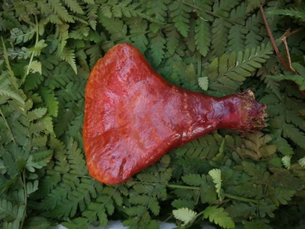 野生靈芝的辨別標準可信嗎？