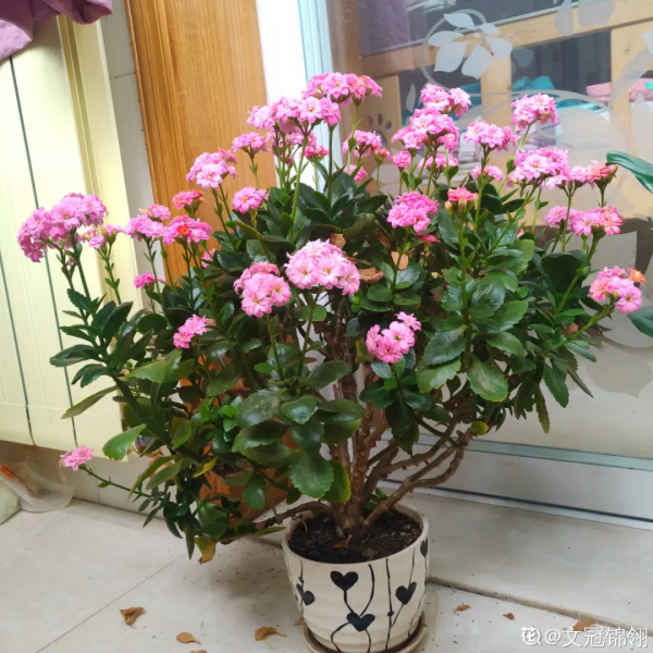 有些花，用小盆養，能養的更好