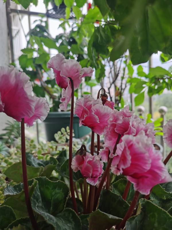 年底挑選年宵花，很容易踩坑，尤其是這4點，一定要注意