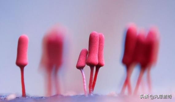 細菌之美：培養皿上的斑痕，比梵高筆下的《星空》更加豔麗