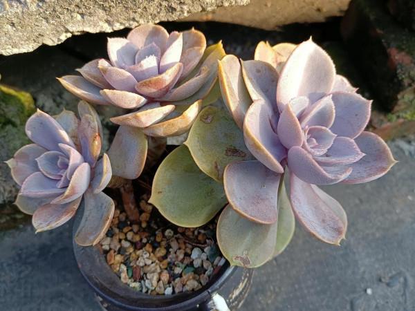 晨露能認多肉更美 晨露能認多肉更美