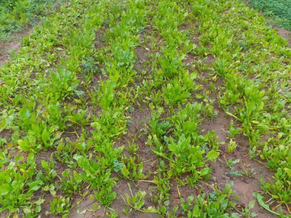 秋菠菜如何種？五句老話可作參考，因這5句老話是秋菠菜播種5要素