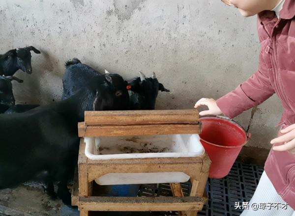 養羊之前,羊舍建設好了,還有內部的設施建設 養羊之前,羊舍建設好了,還有內部的設施建設