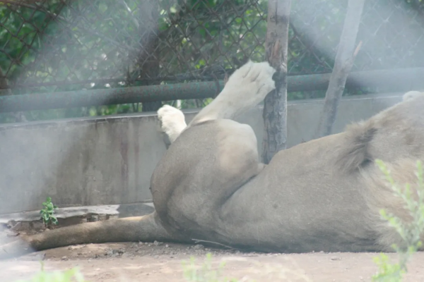 「諾粉來稿」14萬公里奇駿再出發，5000公里暢遊西北