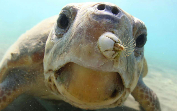 34張罕見動物照：烏龜衝上岸把鳥兒拖下水，山羊大口吞食小雞仔