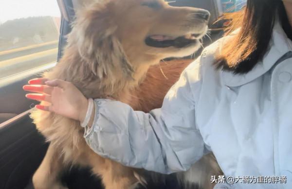 6歲金毛被拴在屋外四年,吃餿飯沒自由,主人不想養,賣了800塊錢 6歲金毛被拴在屋外四年,吃餿飯沒自由,主人不想養,賣了800塊錢