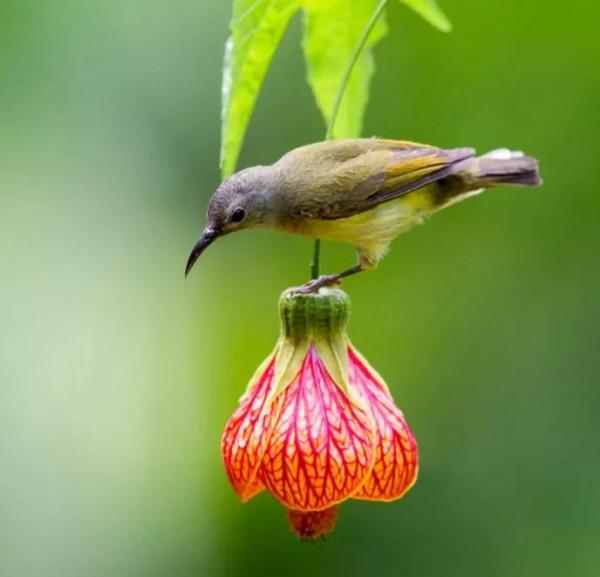 ＂東方的蜂鳥＂一一藍喉太陽鳥