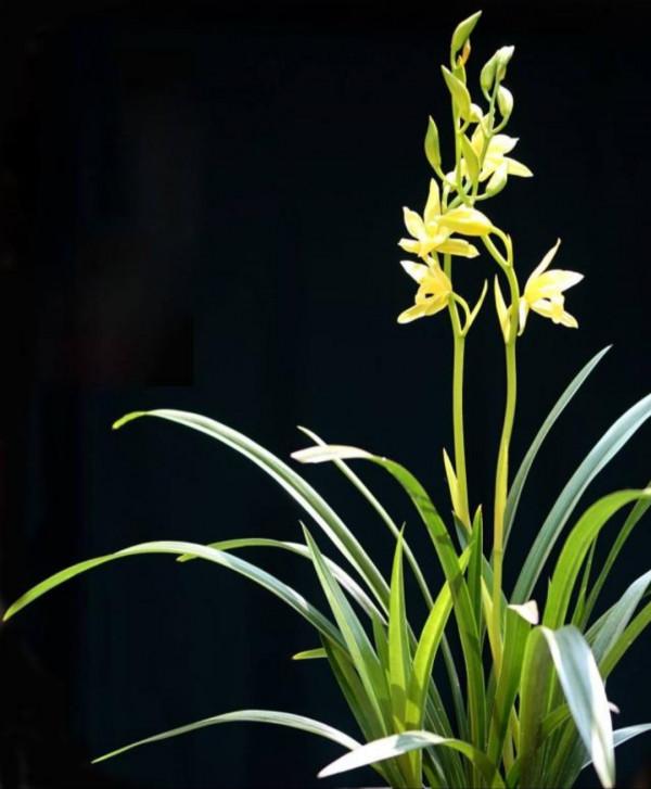 什麼花招財又旺宅好養