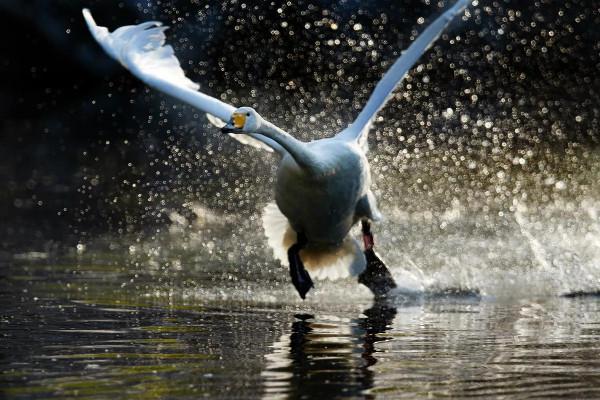 北京動物園拍大天鵝 北京動物園拍大天鵝