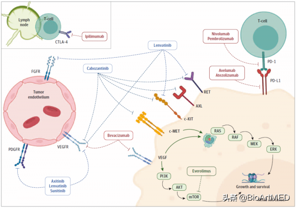 JAMA Oncology | 轉移性腎細胞癌的臨床一線用藥選擇：聯合用藥視角