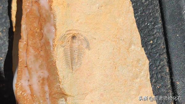 「化石探索」第9期：尋甸化石之旅（三）