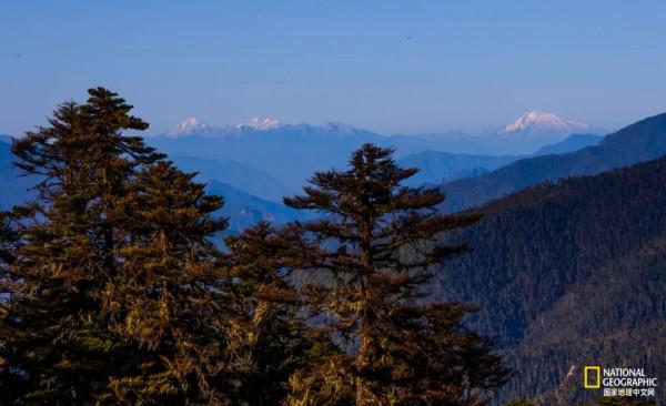 怒放的木裡，美到不真實