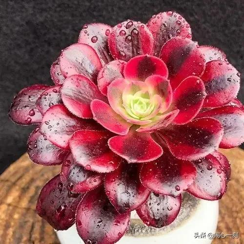 分享——不一樣的多肉