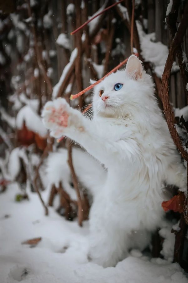 貼貓貓的新玩法 貼貓貓的新玩法