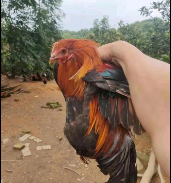 農村老鐵深山養土雞，年賺千萬逆襲成土豪，他是怎樣成功緻富的呢