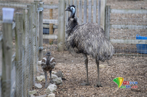 鴯鶓幼崽慘遭粗心父母“遺棄”與雞群建立暖心友誼