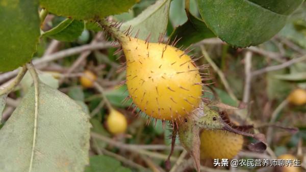 別再用金櫻子泡酒啦!用它煮雞蛋,男女同補解煩惱 別再用金櫻子泡酒啦!用它煮雞蛋,男女同補解煩惱