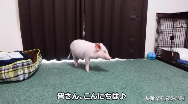 為了流量，日本網紅把養了100天的豬吃掉，隨後在罵聲中讓它復活