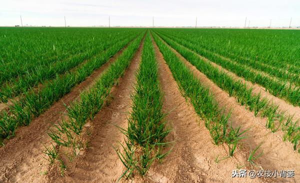 韭菜要高產,養根是關鍵!韭菜根系養的好,長勢健壯又豐收 韭菜要高產,養根是關鍵!韭菜根系養的好,長勢健壯又豐收