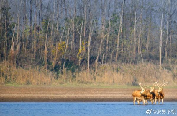 【 秘境麋鹿 】 【 秘境麋鹿 】