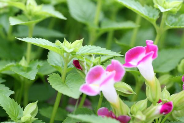 100種常見花卉的播種栽培大全,送給愛養花的你 100種常見花卉的播種栽培大全,送給愛養花的你