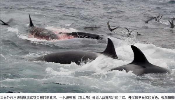 血腥影片證實，逆戟鯨莢可以殺死成年藍鯨