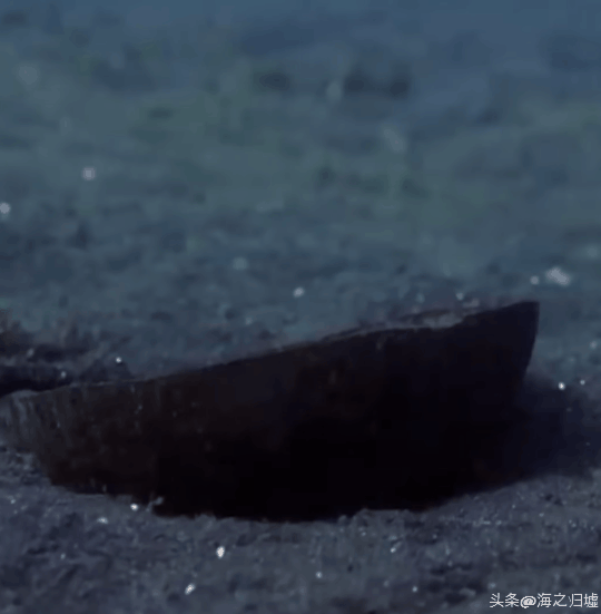 看完這27張圖片才知道，動物們的智商竟然這麼高