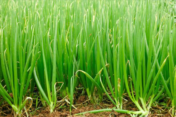 大蔥葉片白點、幹尖？可能是這些原因引起的，根據症狀巧判斷