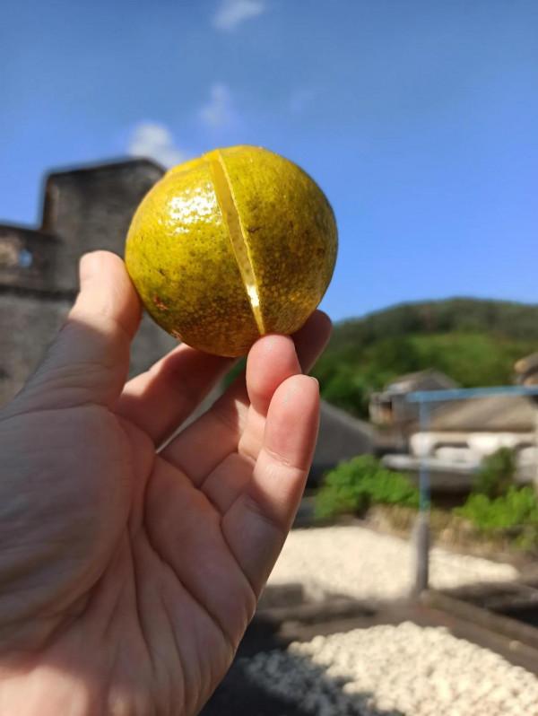 陳皮故事之六 陳皮故事之六