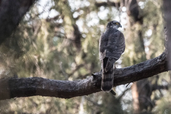 拍鳥記（九十一）天壇拍鳥之雀鷹
