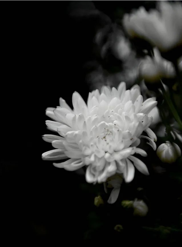圖說梓州：秋日，菊花美